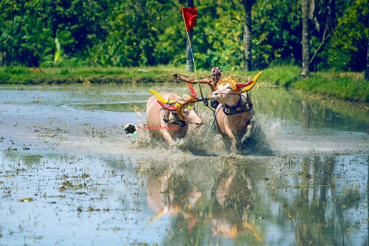 Digelar sederhana, Korpri Jembrana Gelar Beragam Kegiatan Sambut HUT ke-53